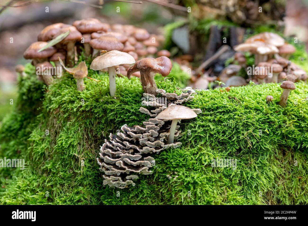 Tree Toad Stools Various toadstools of different sizes grow in dense green moss on an ...