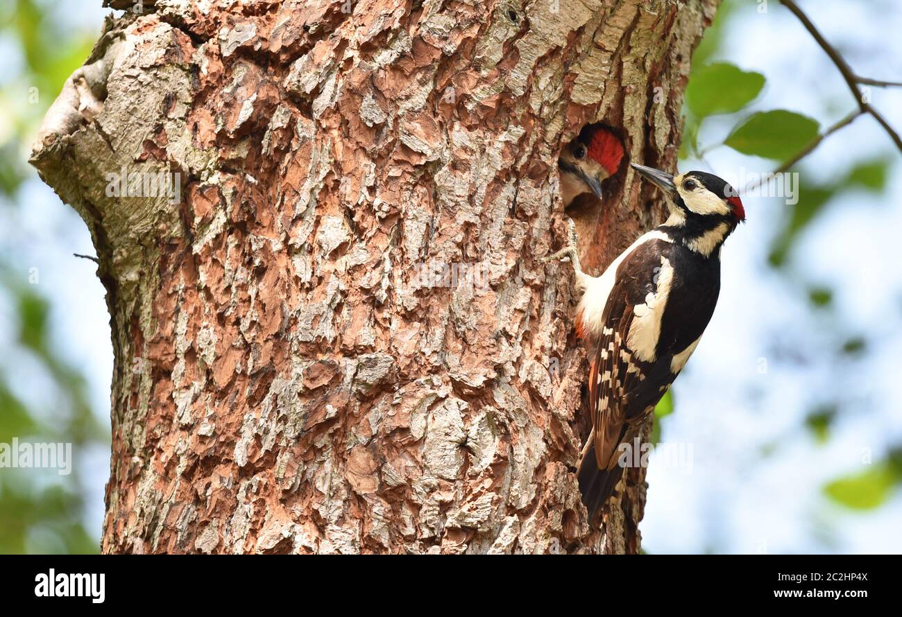 Great spotted woodpecker has offspring Stock Photo
