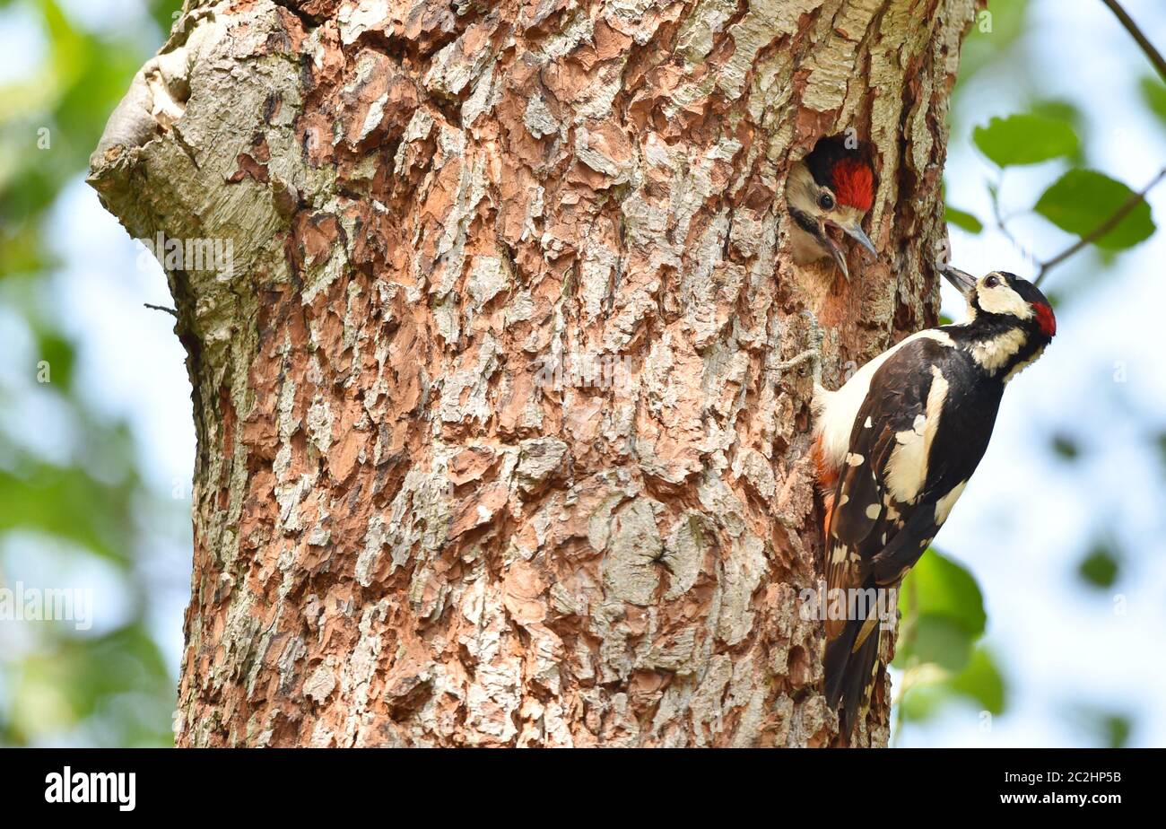 Great spotted woodpecker has offspring Stock Photo