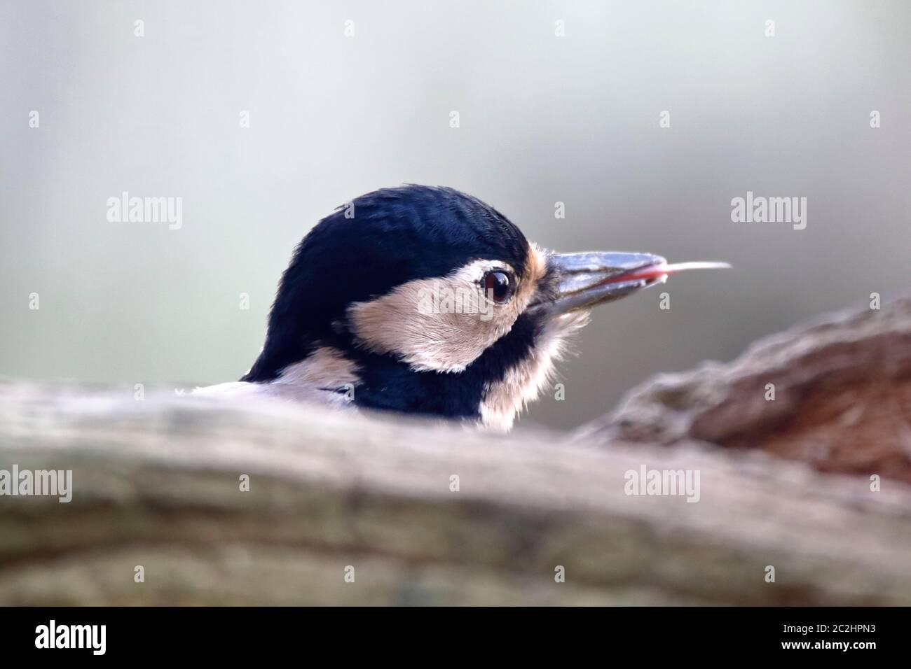 Great spotted woodpecker foraging Stock Photo