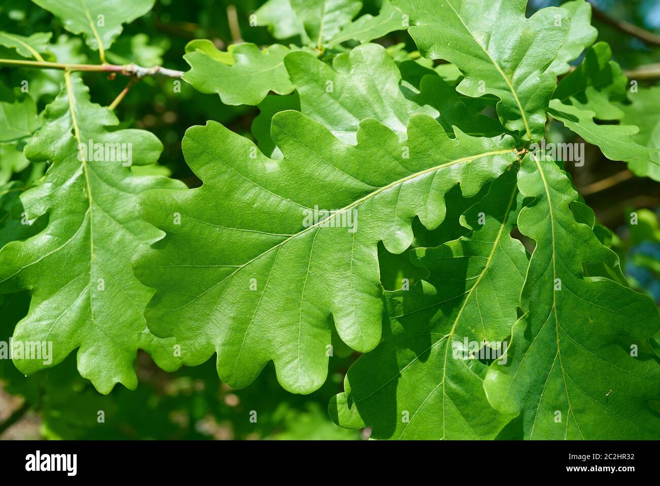 Leaves of a Common oak (Quercus robur) in spring Stock Photo