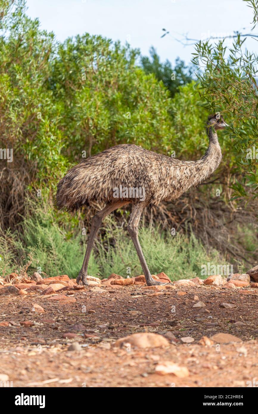Emu Bird in Australia Stock Photo