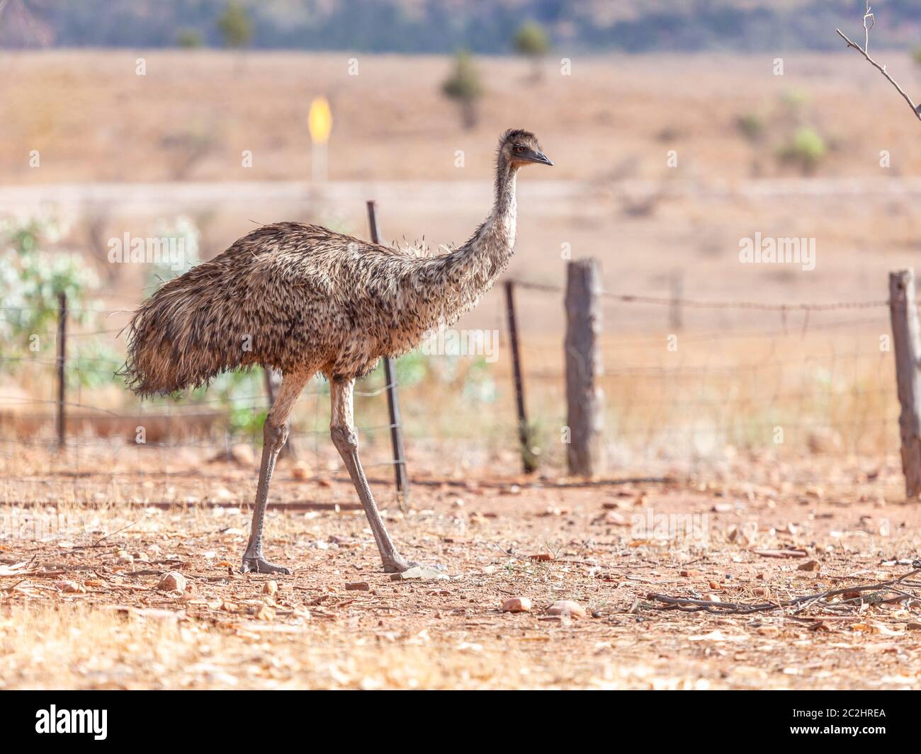Emu Bird in Australia Stock Photo