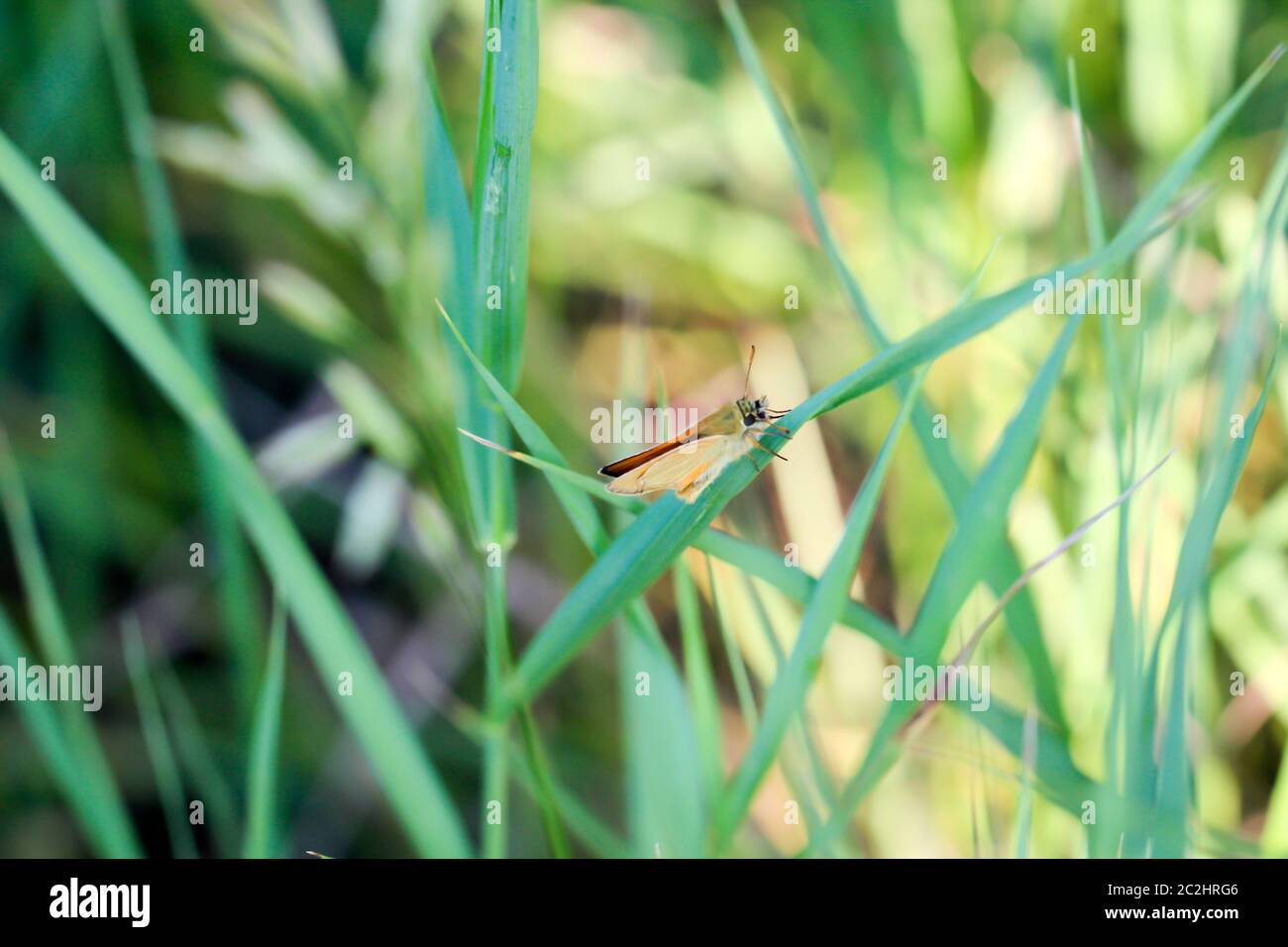 macro of a butterfly Stock Photo - Alamy