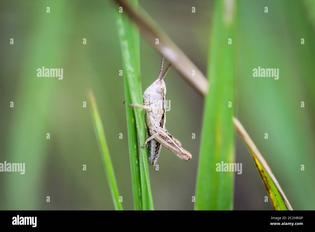 a grasshopper on a plant Stock Photo