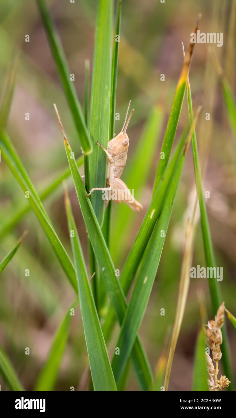 a grasshopper on a plant Stock Photo