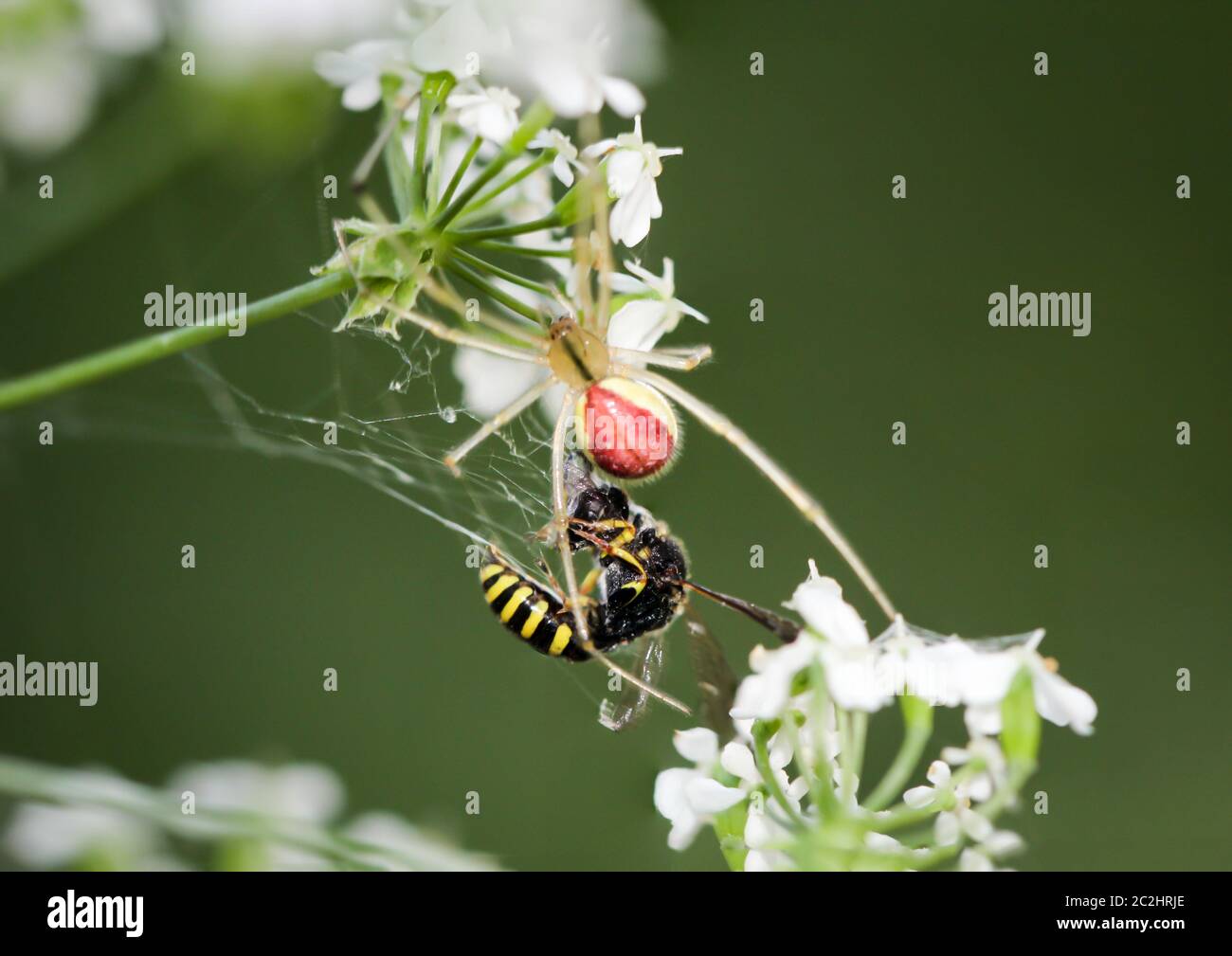 a macro of a spider Stock Photo - Alamy