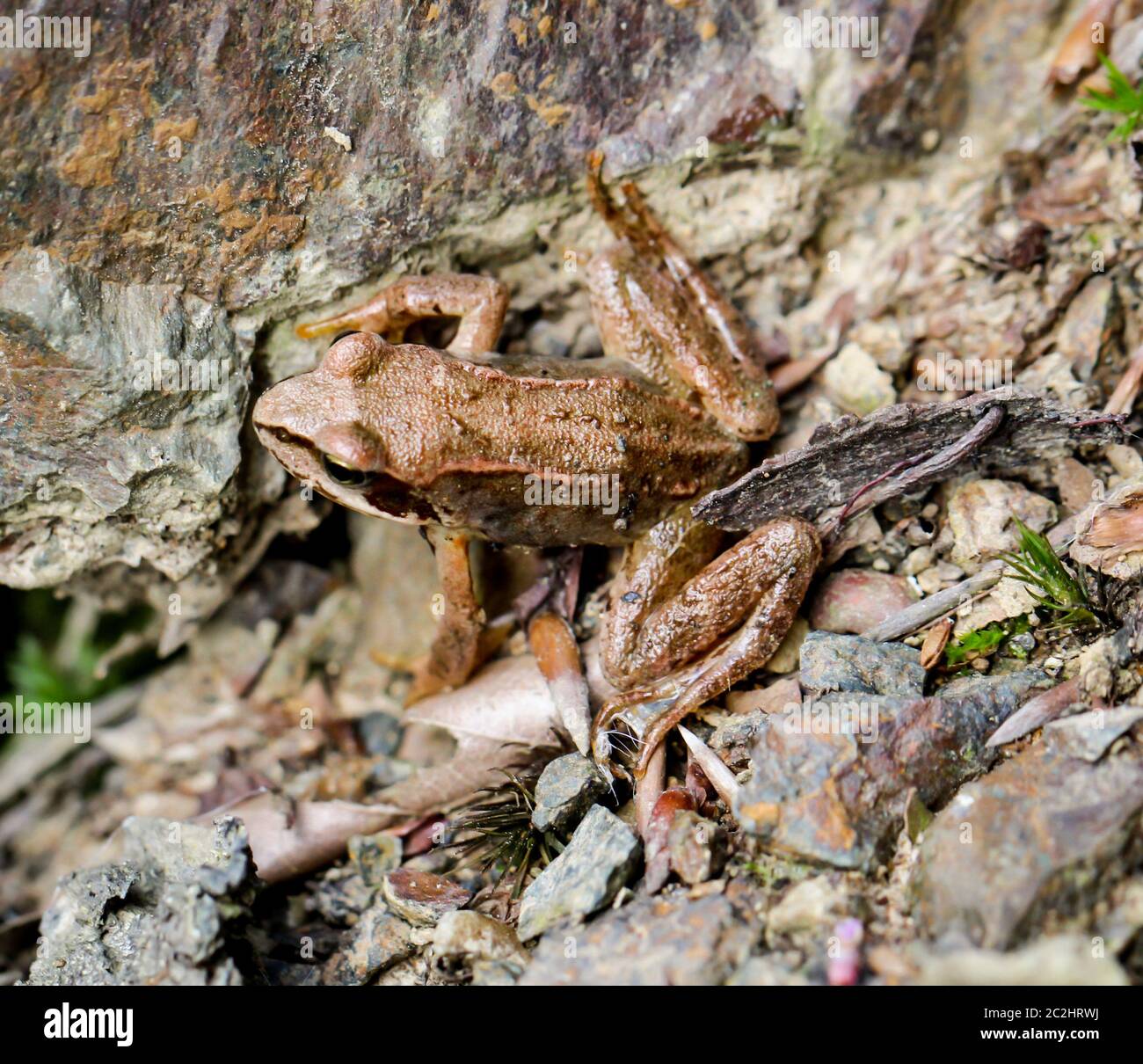 a brown frog is sitting on the damp forest floor Stock Photo