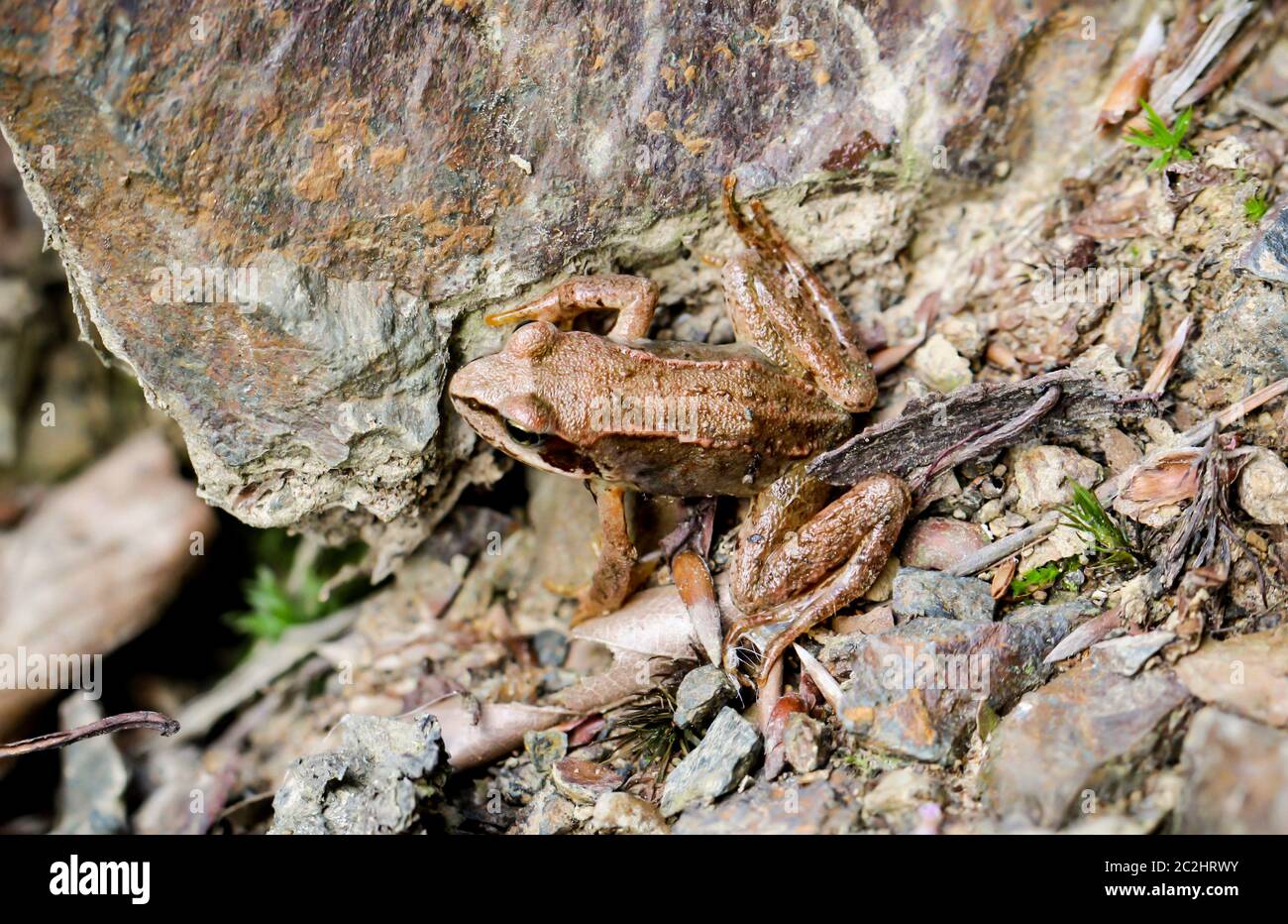 a brown frog is sitting on the damp forest floor Stock Photo