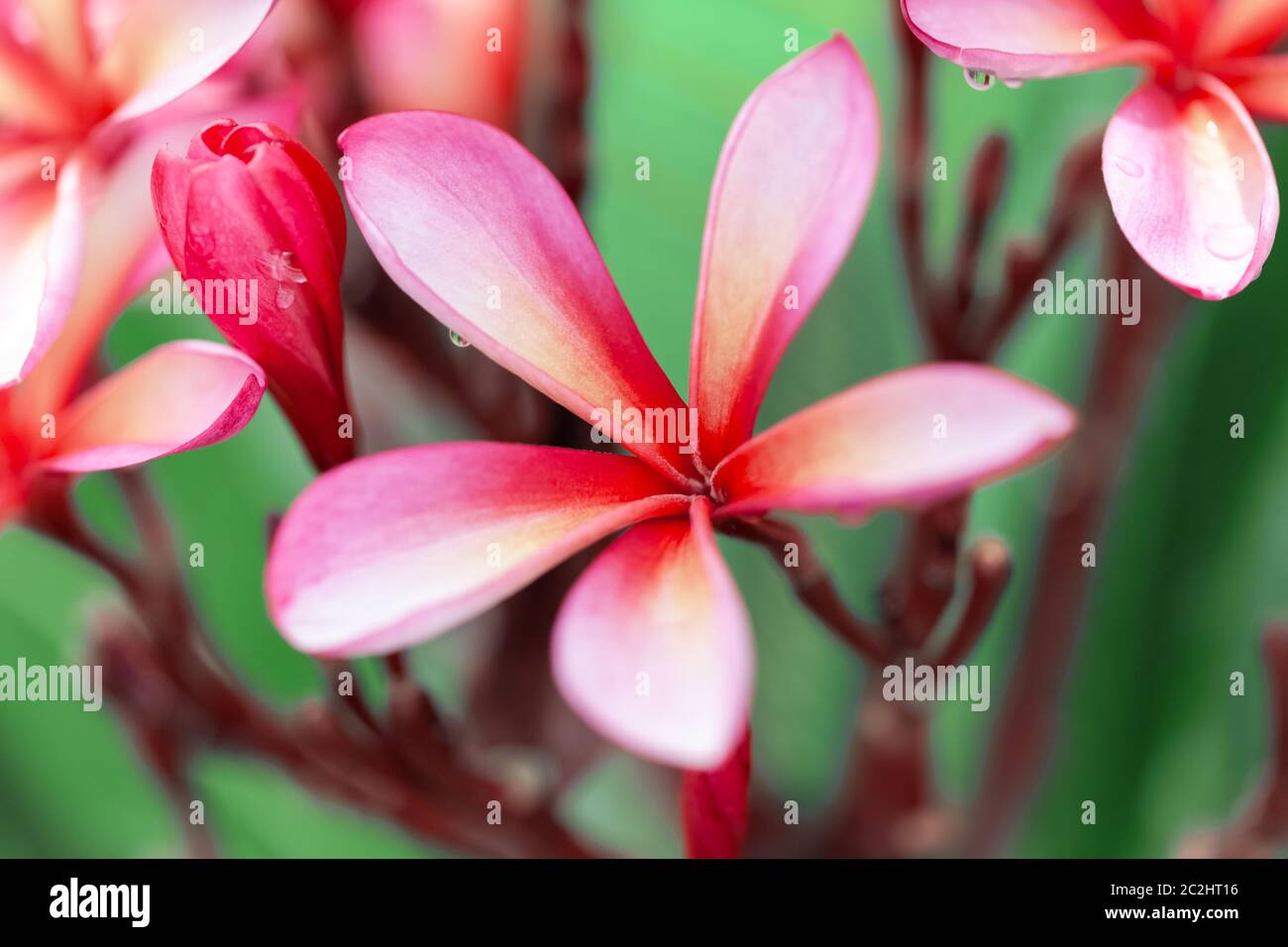 pink frangipani flower Stock Photo