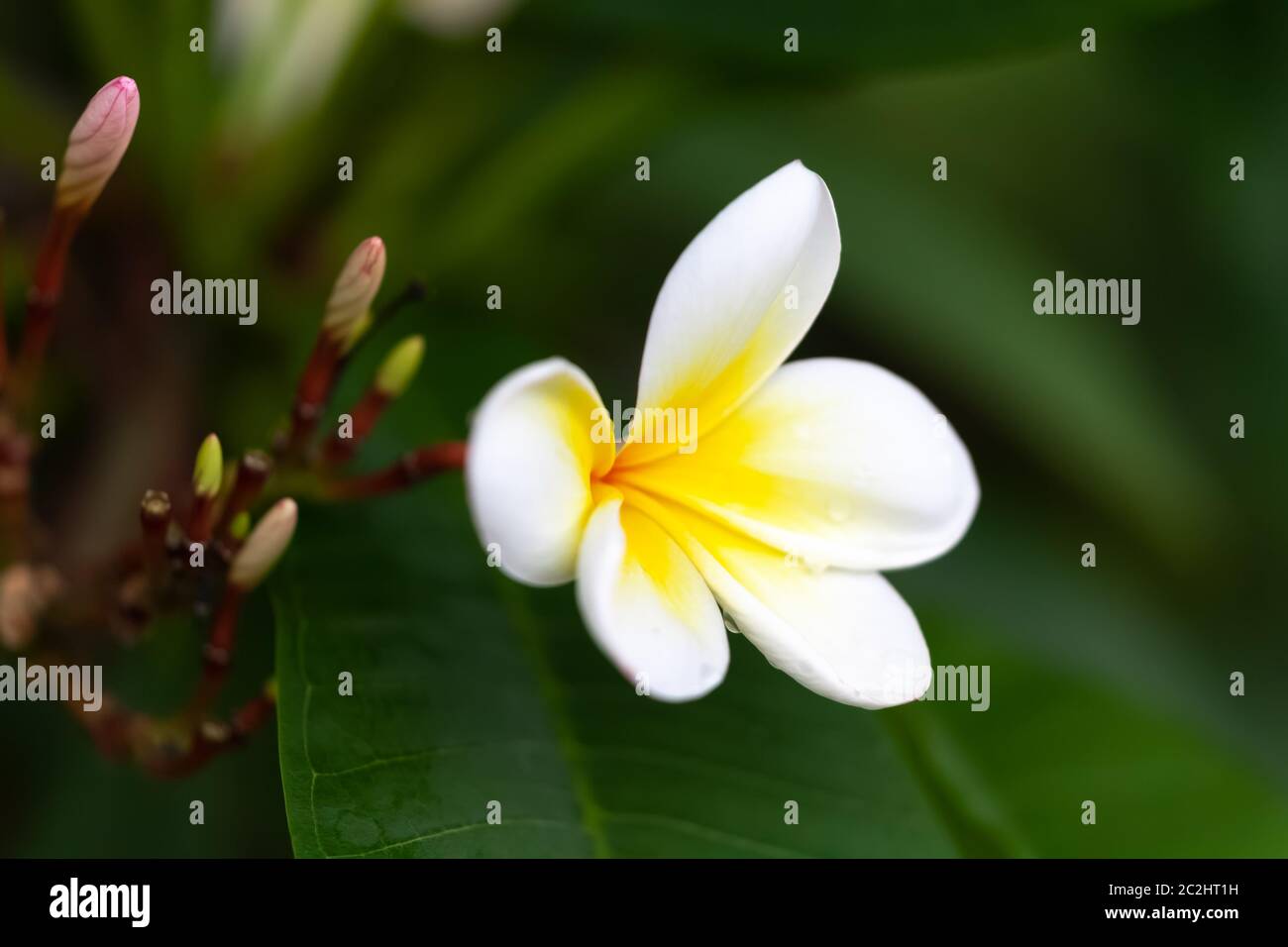 white and yellow frangipani flower Stock Photo