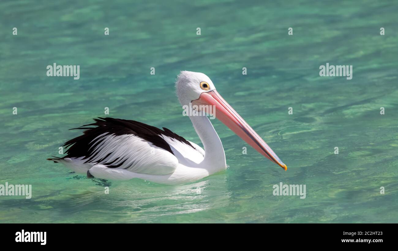 pelican Australia sea Stock Photo