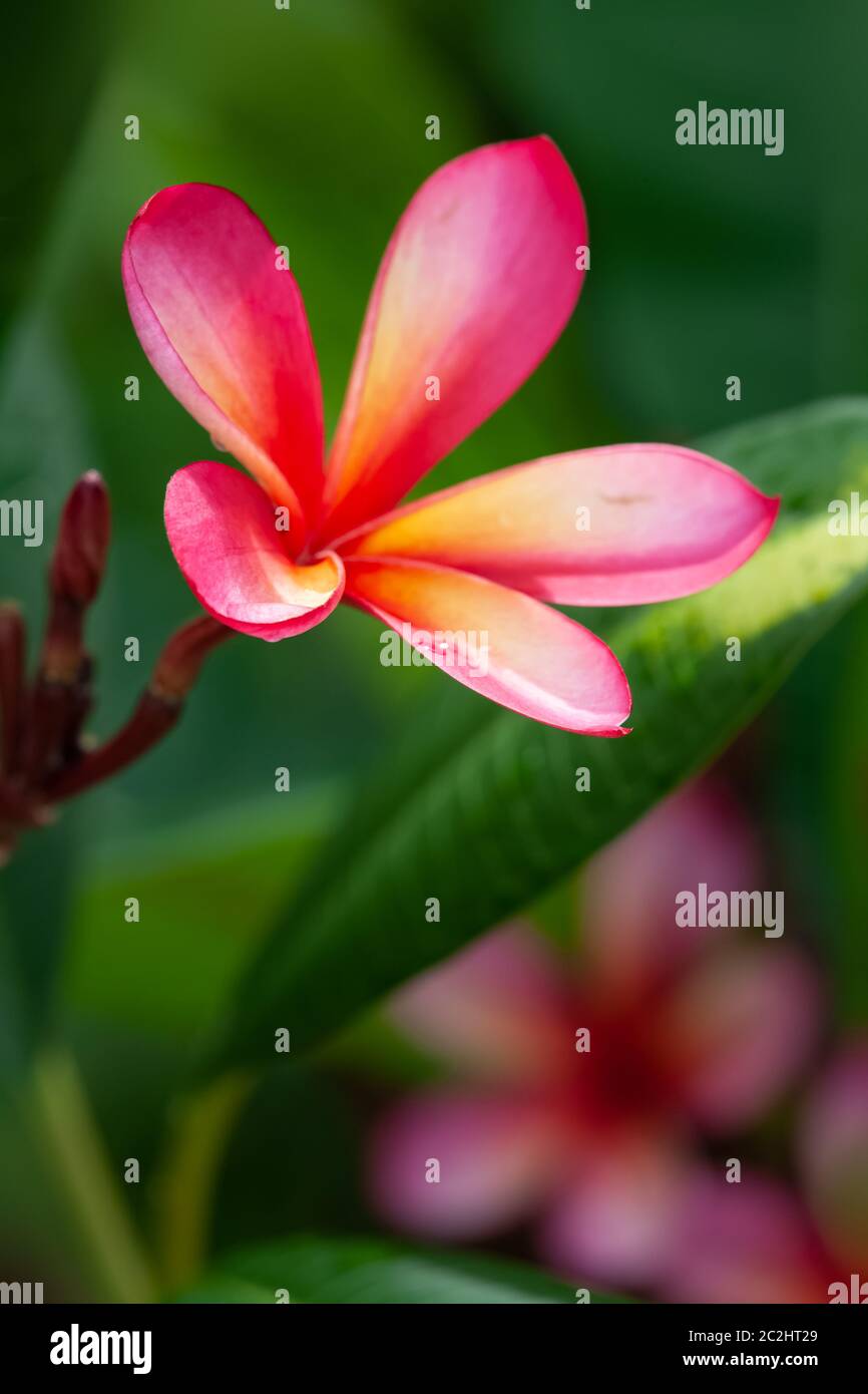 pink frangipani flower Stock Photo Alamy