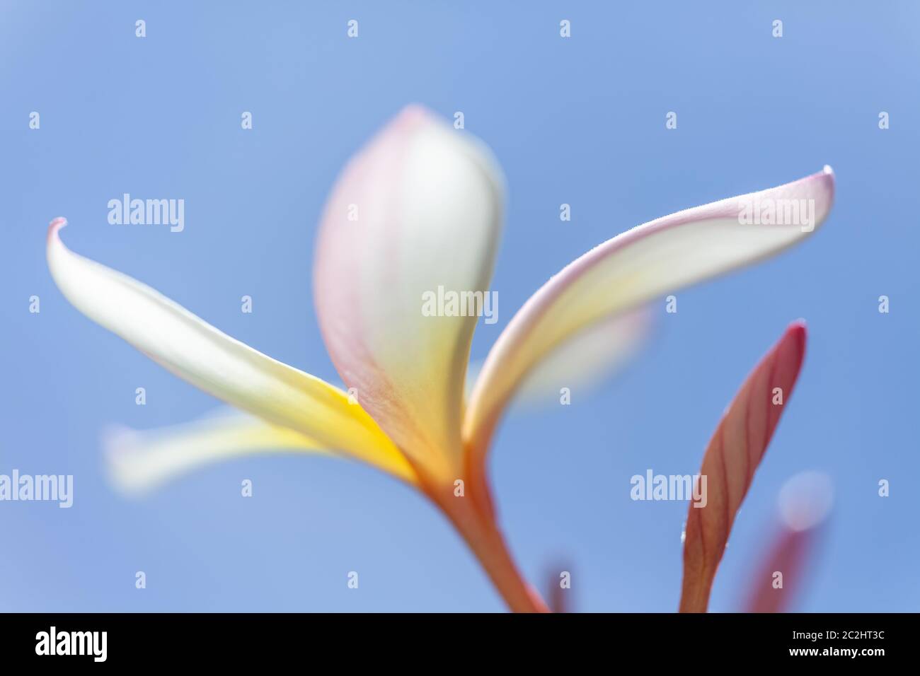 white and yellow frangipani flower Stock Photo