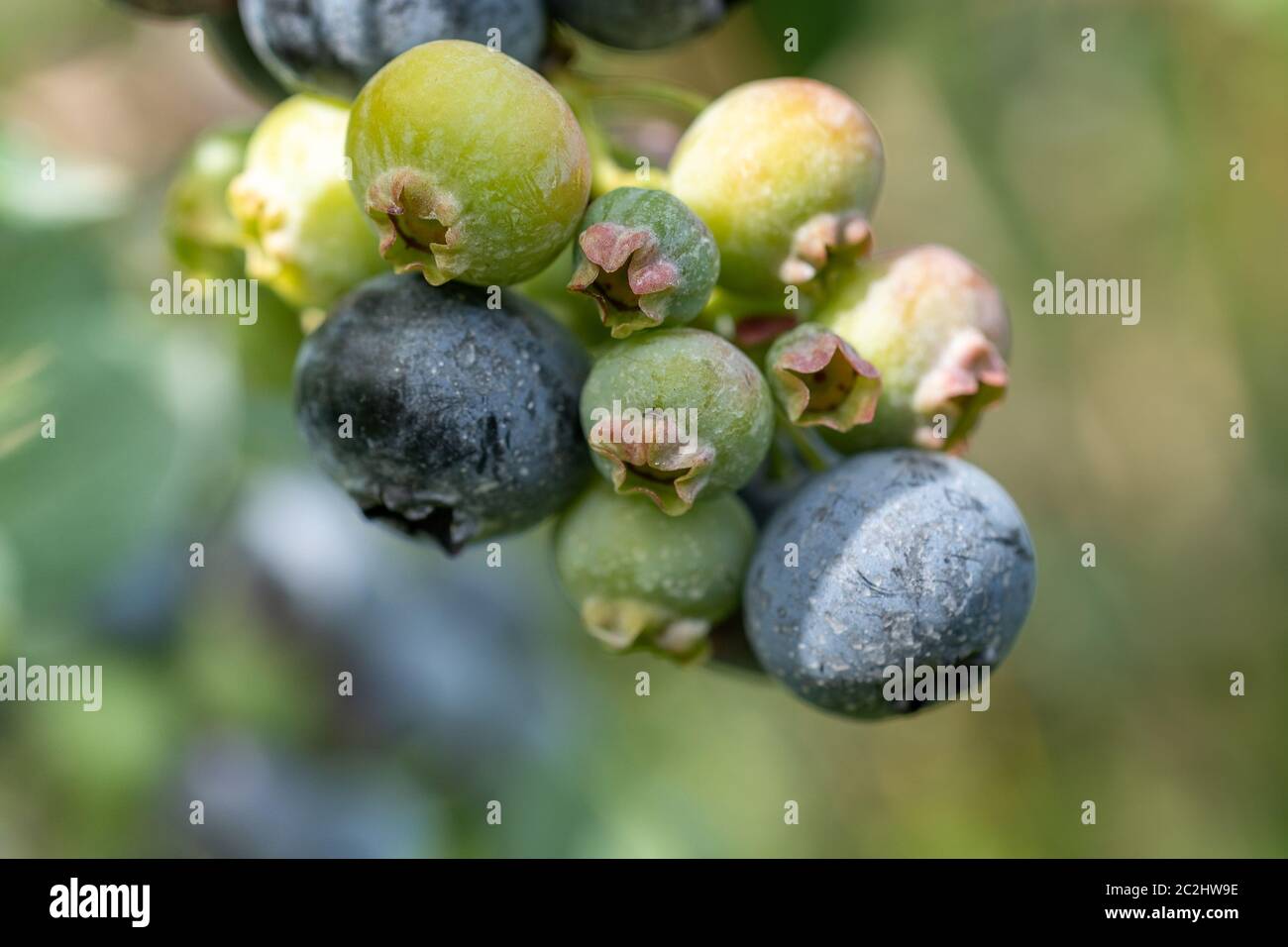 Blueberries Unripe High Resolution Stock Photography and Images - Alamy
