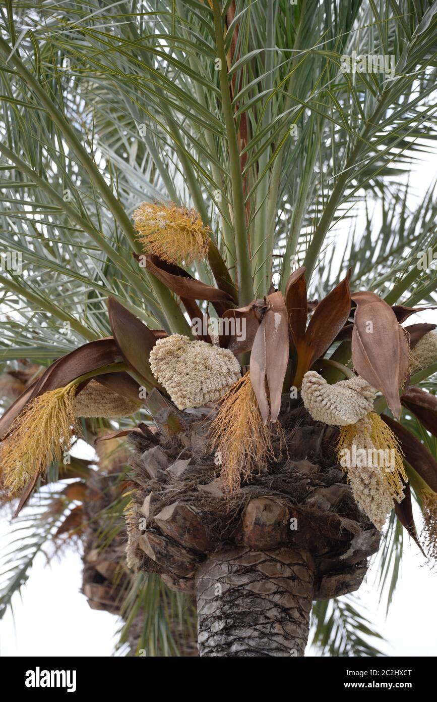 Date Palm Pollination by the bees in the province of Alicante, Costa