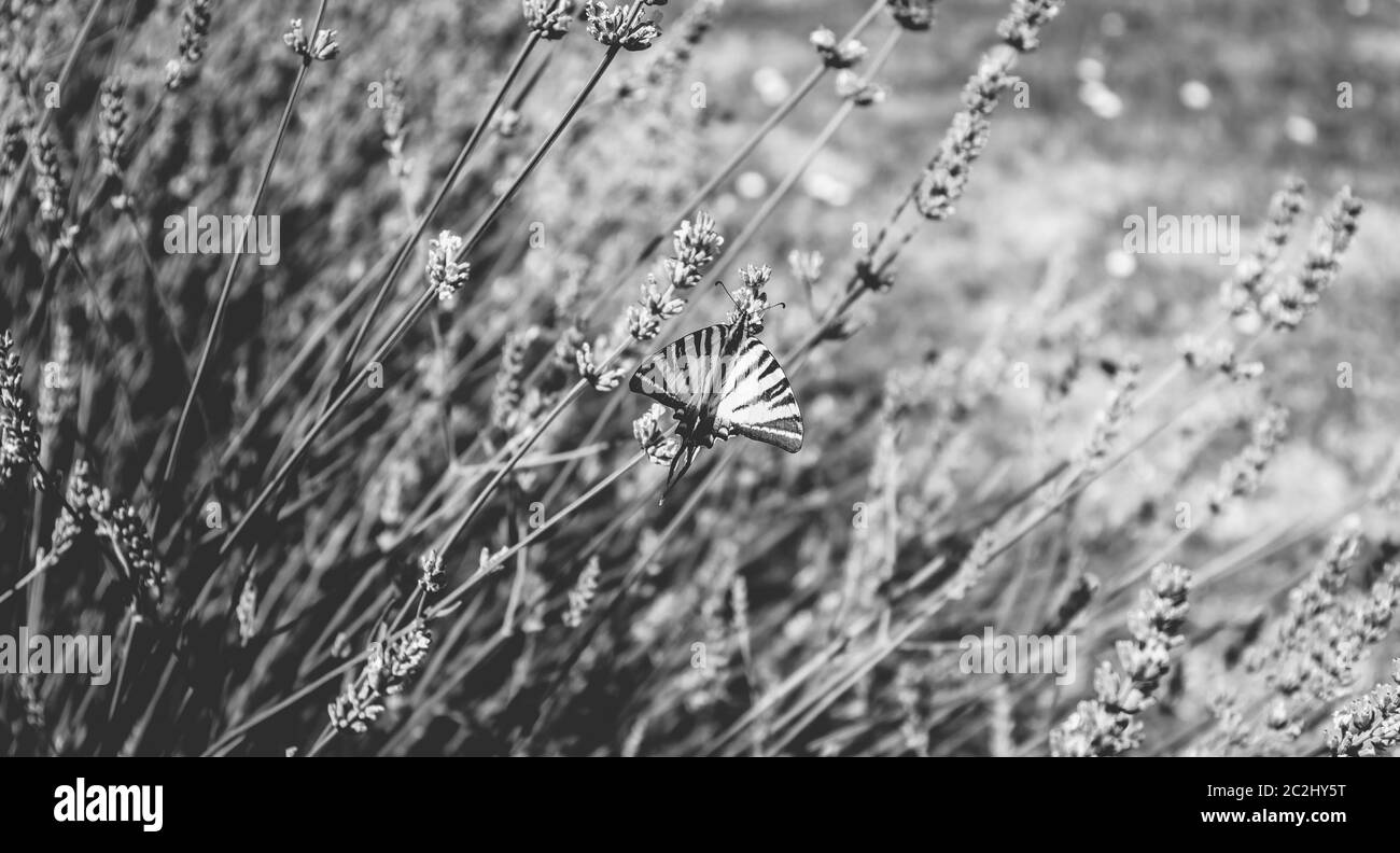 butterfly Iphiclides podalirius flying in a lavender foot in summer in France Stock Photo
