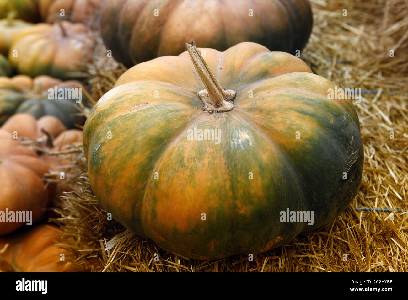 Fair of a pumpkins in California Stock Photo Alamy