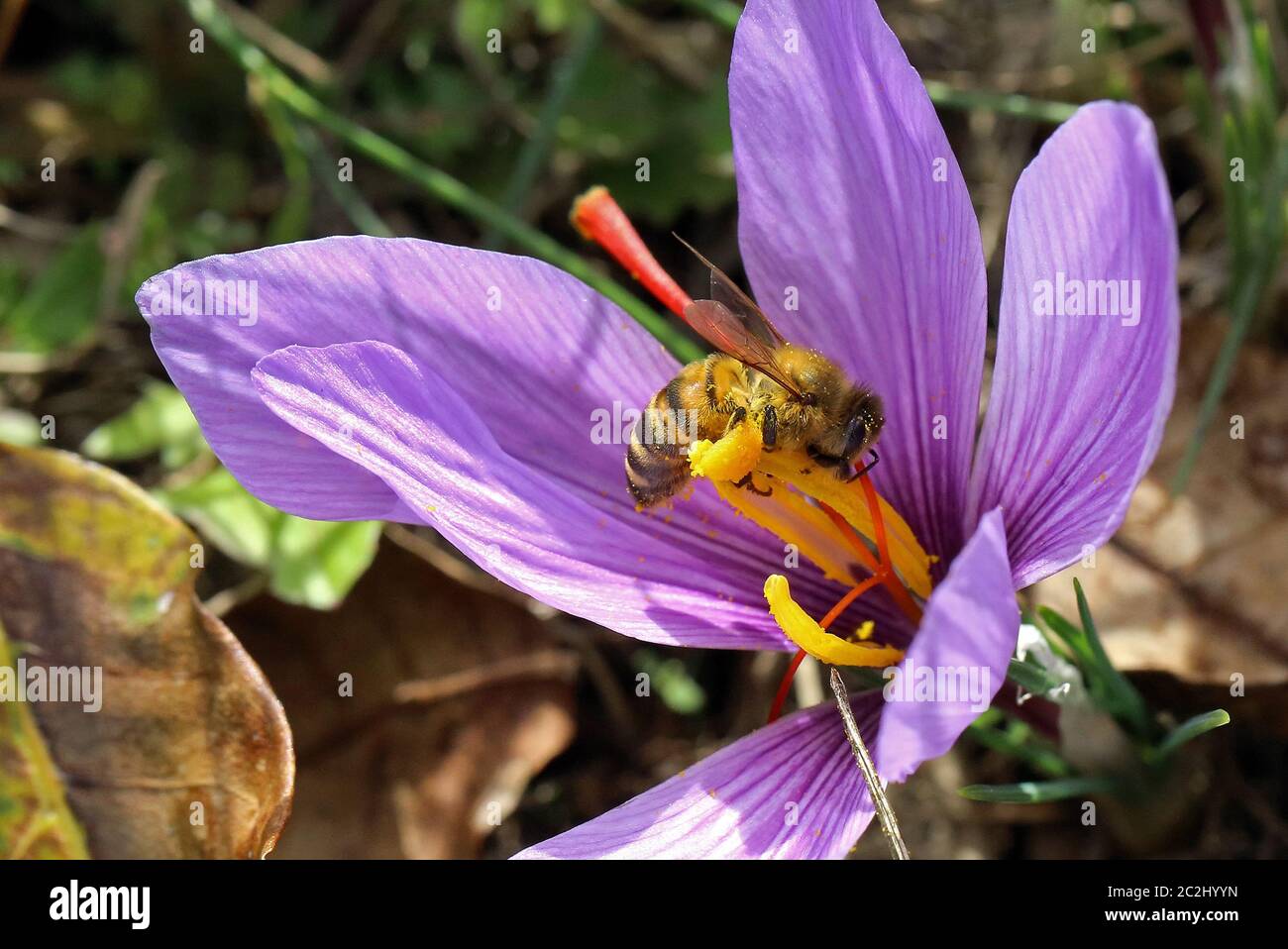 Saffron flower hires stock photography and images Alamy