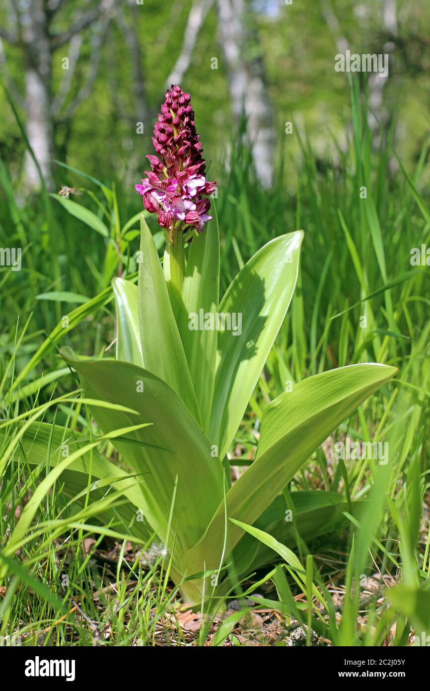 Purple-boy herb Orchis purpurea from the Lily Valley near Heringen Stock Photo