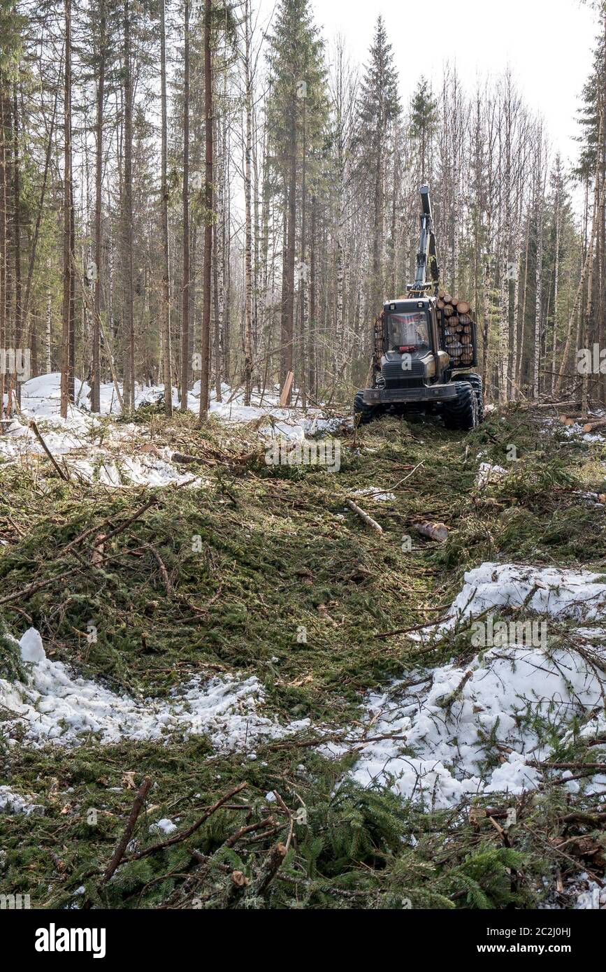 Image of logger rides through forest after felling Stock Photo