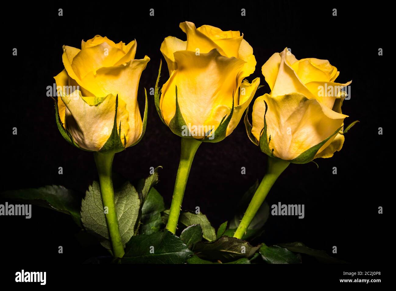 Three yellow roses in a row Stock Photo Alamy