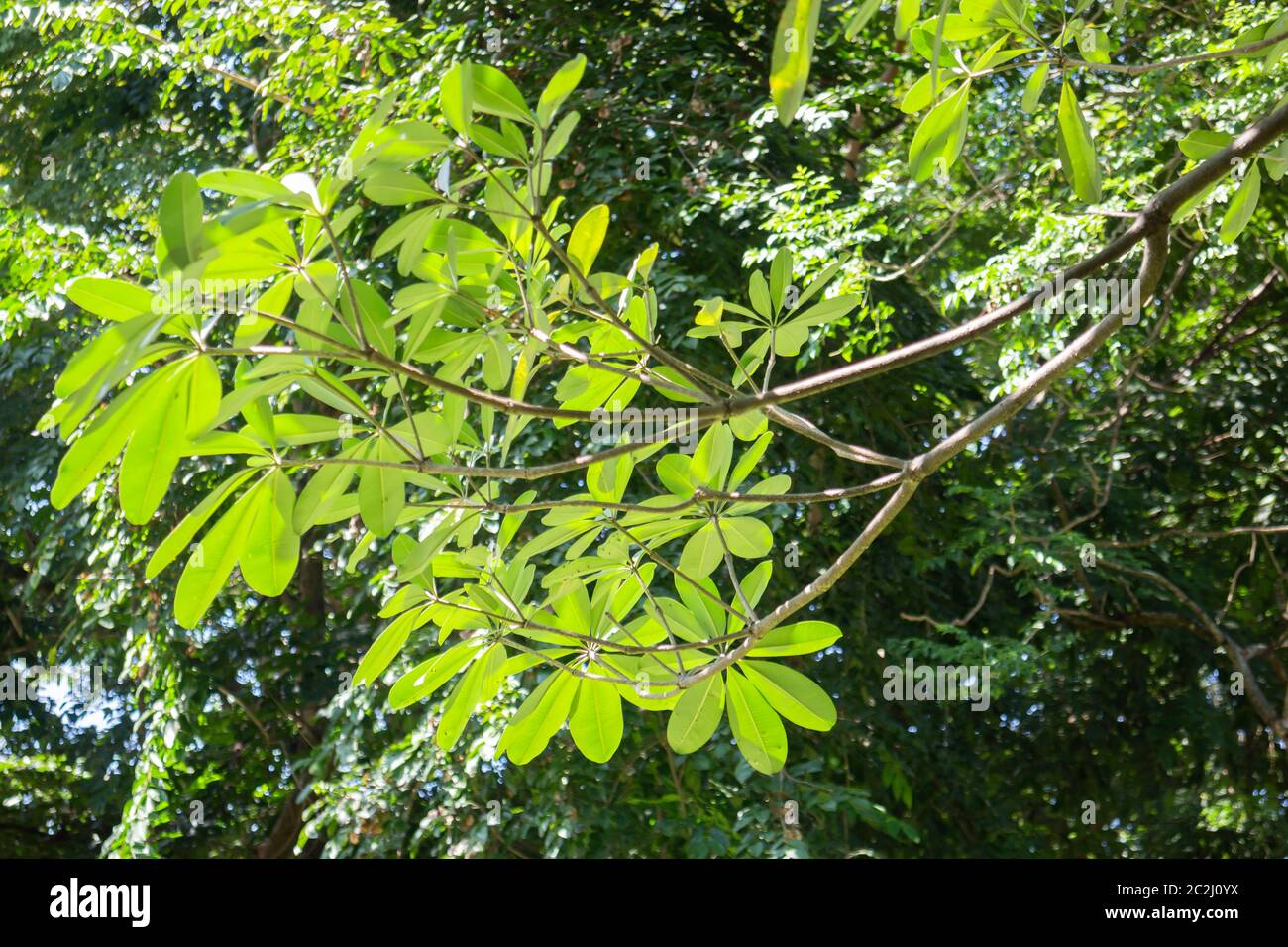 Green tree leaves in summer hi-res stock photography and images - Alamy