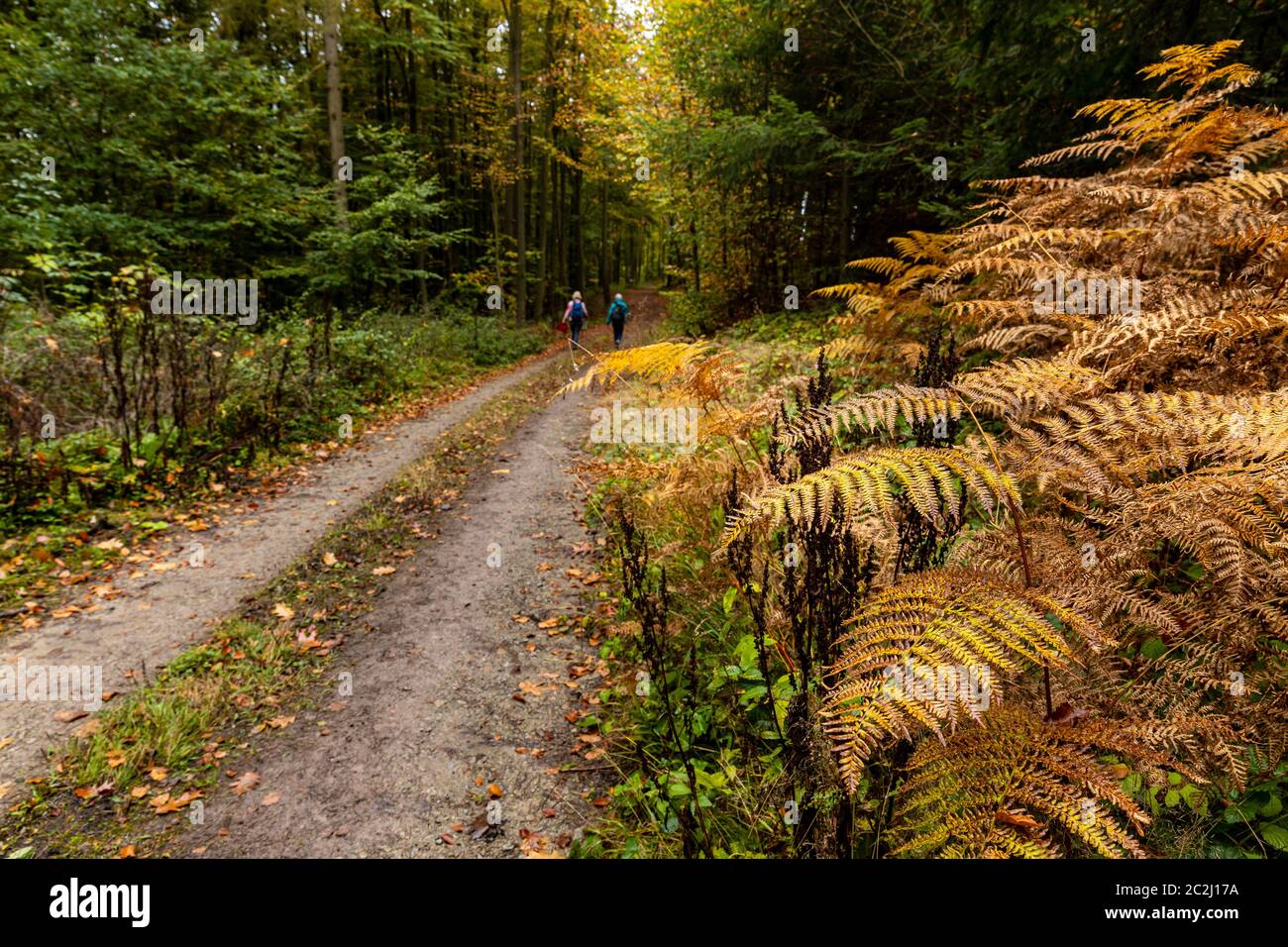 A walk and hike in the autumn forest Stock Photo