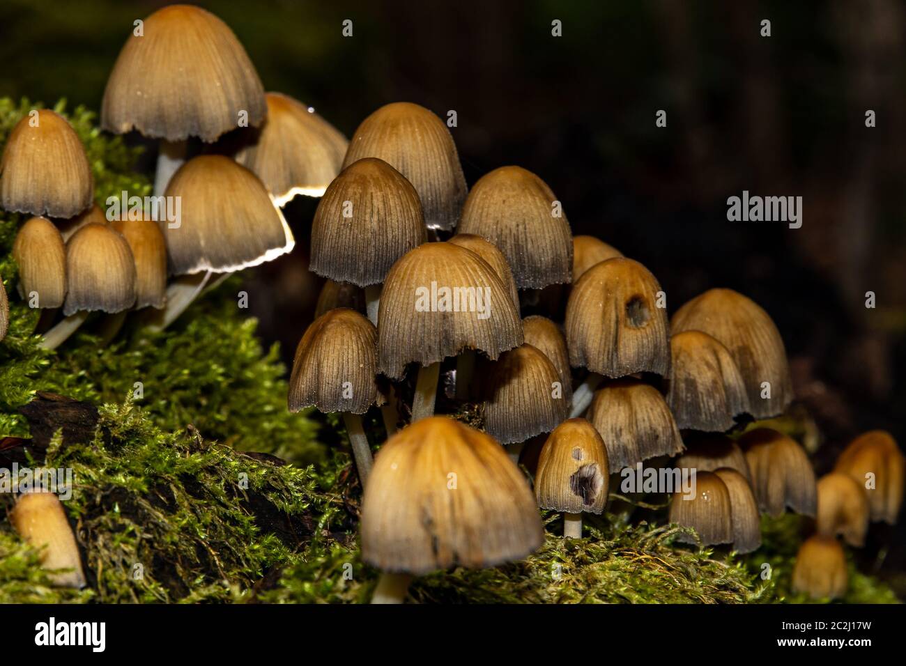 a poisonous mushroom in the forest Stock Photo