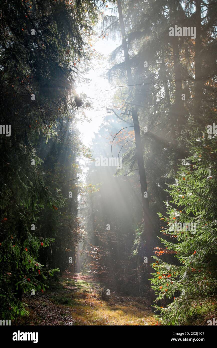 Tree forest beams god rays hi-res stock photography and images - Alamy