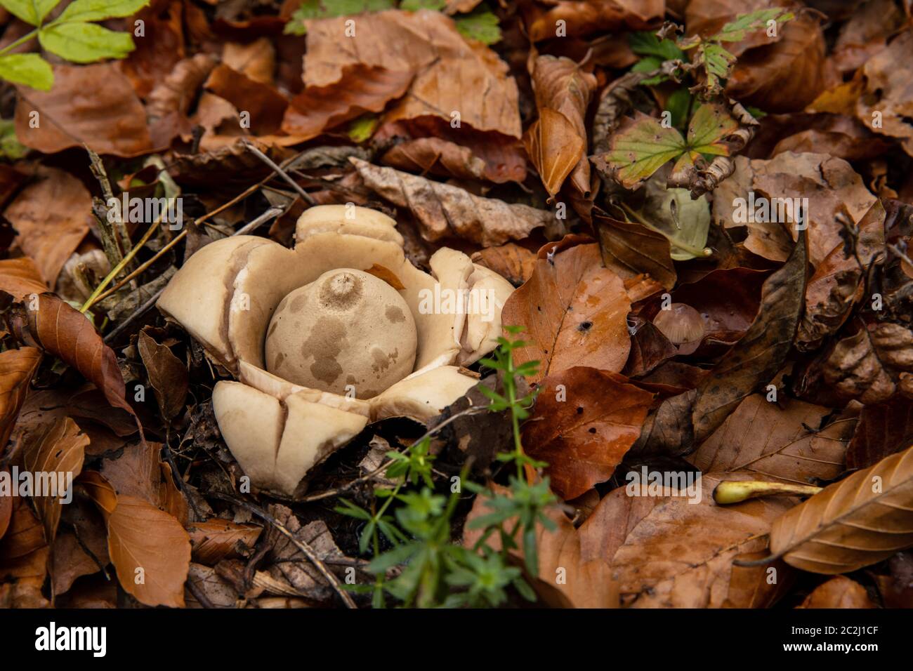 a poisonous mushroom in the forest Stock Photo