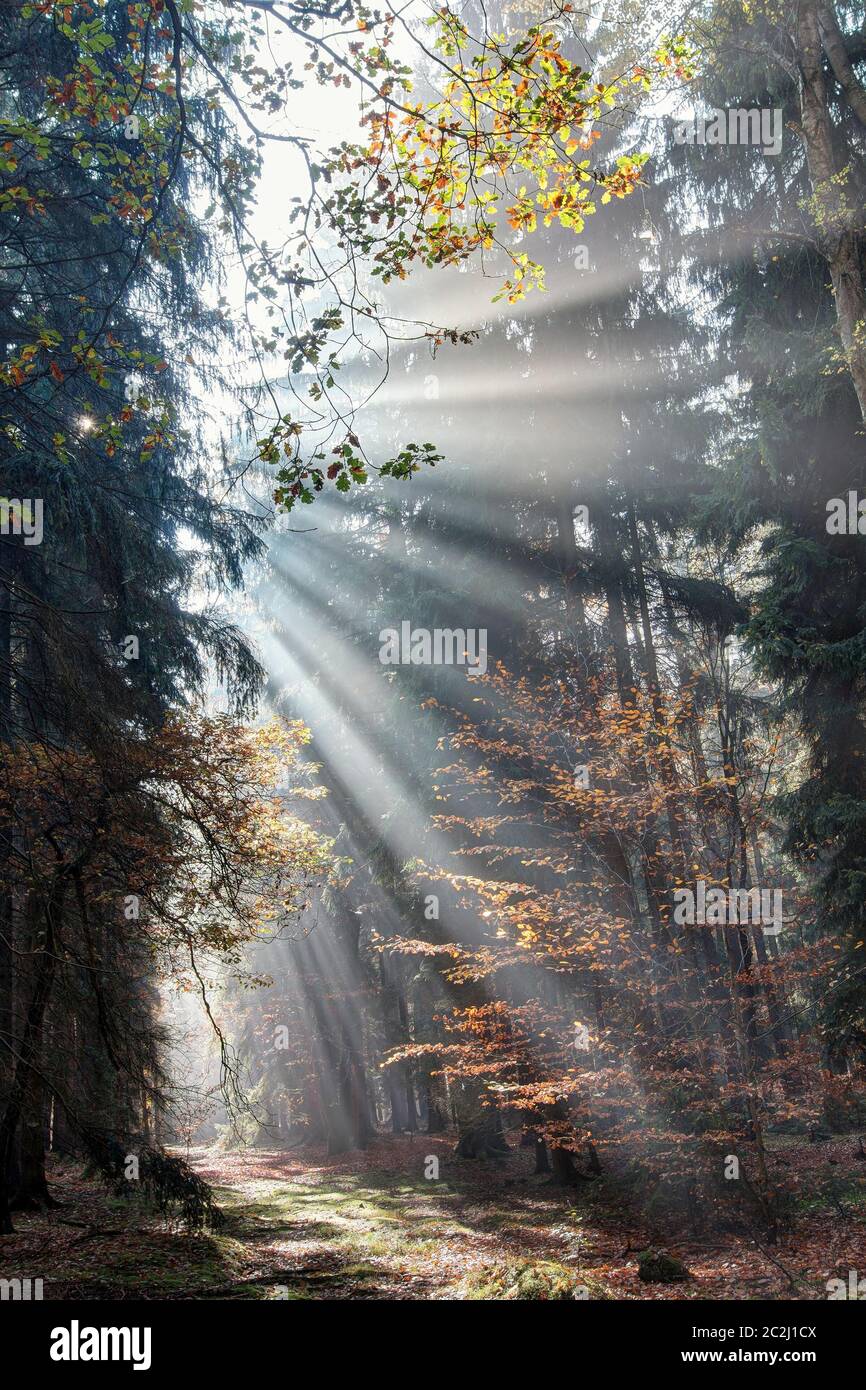 God beams - sun rays in the early morning forest. Voderady Beechwood ...