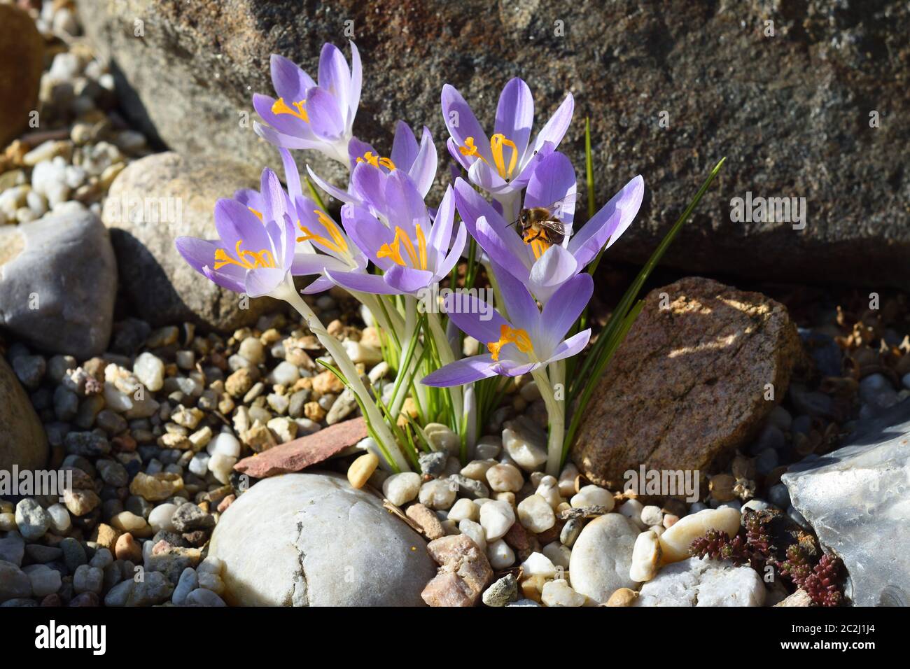 Violet wild crocus in spring Stock Photo