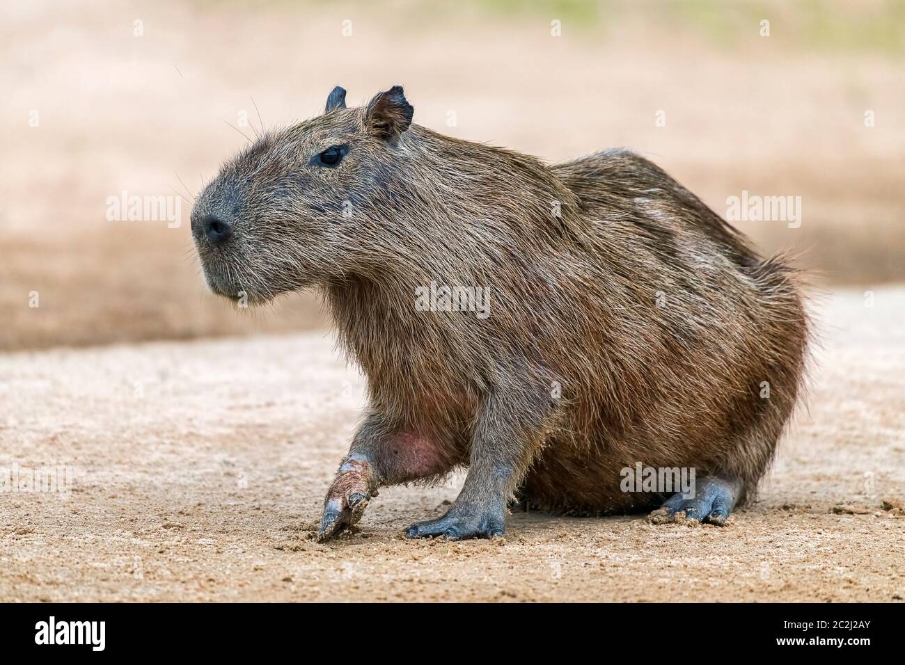 Capybara oder Wasserschwein (Hydrochoerus hydrochaeris) aufmerksam auf Sandbank, Pantanal, Mato Grosso, Brasilien Stock Photo