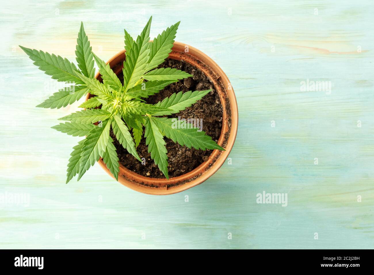 Growing cannabis at home. A female marijuana plant in a pot, overhead