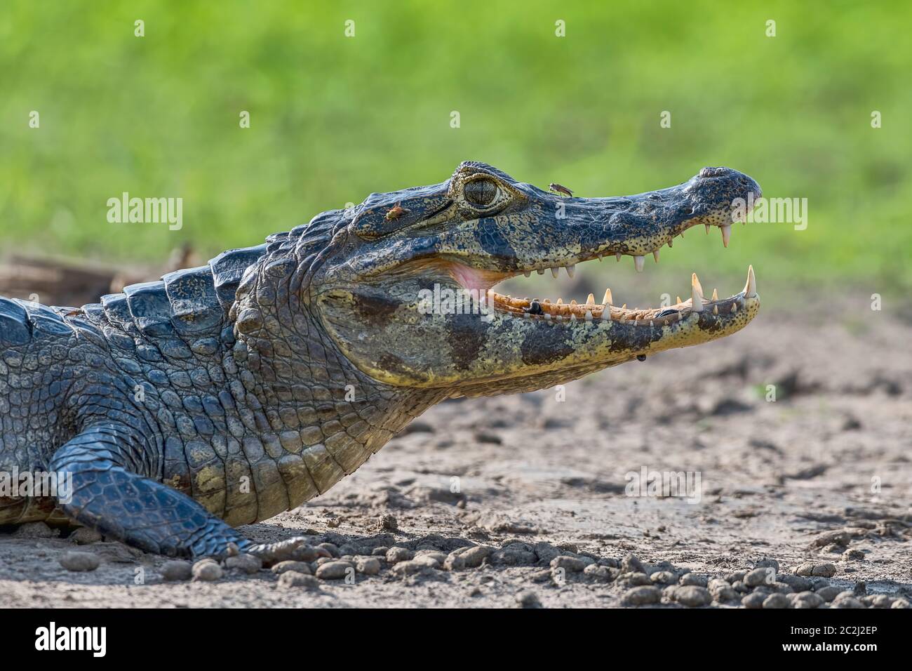 Brillenkaiman (Caiman crocodilus yacare), mit Fliegen und Blutegeln, Tierportrait, Gegenlicht, Seitenansicht, Pantanal, Mato Grosso, Brasilien Stock Photo