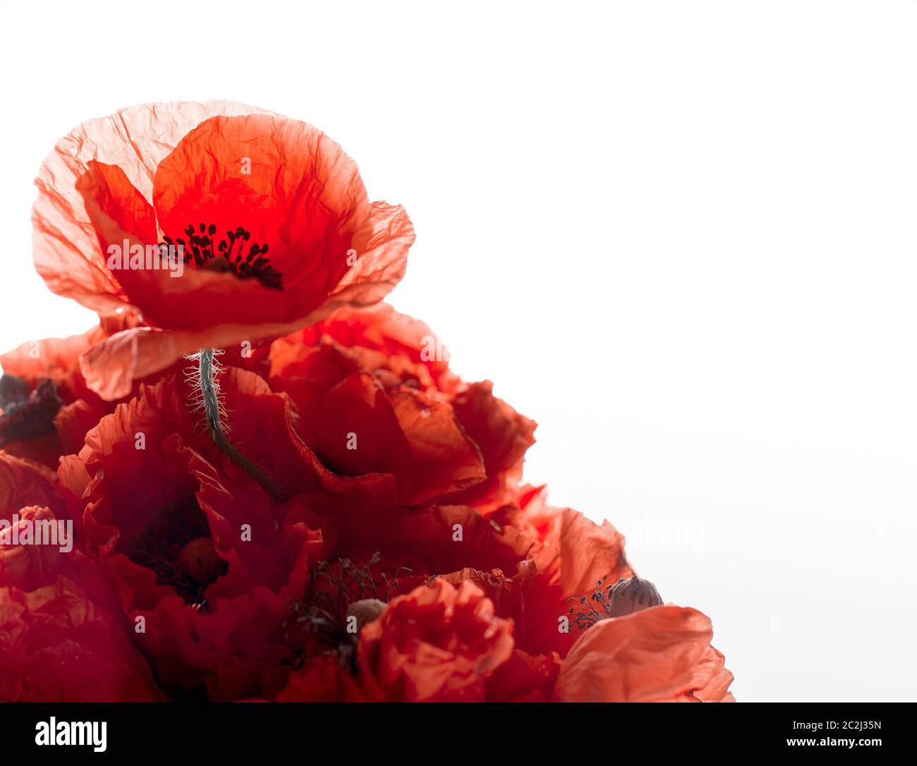 Bouquet of red poppies isolated on white background with empty space ...