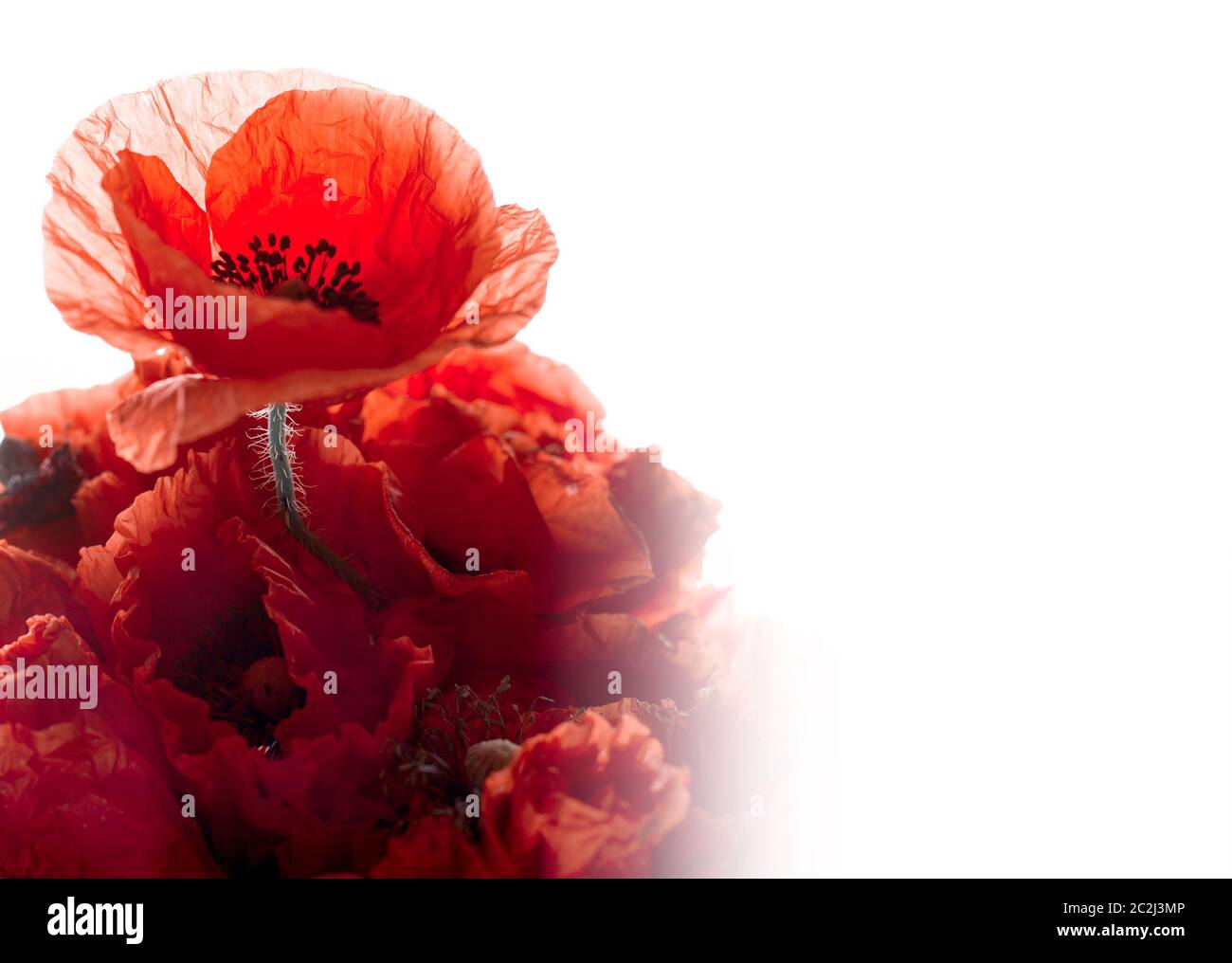 Bouquet of red poppies isolated on white background with empty space ...