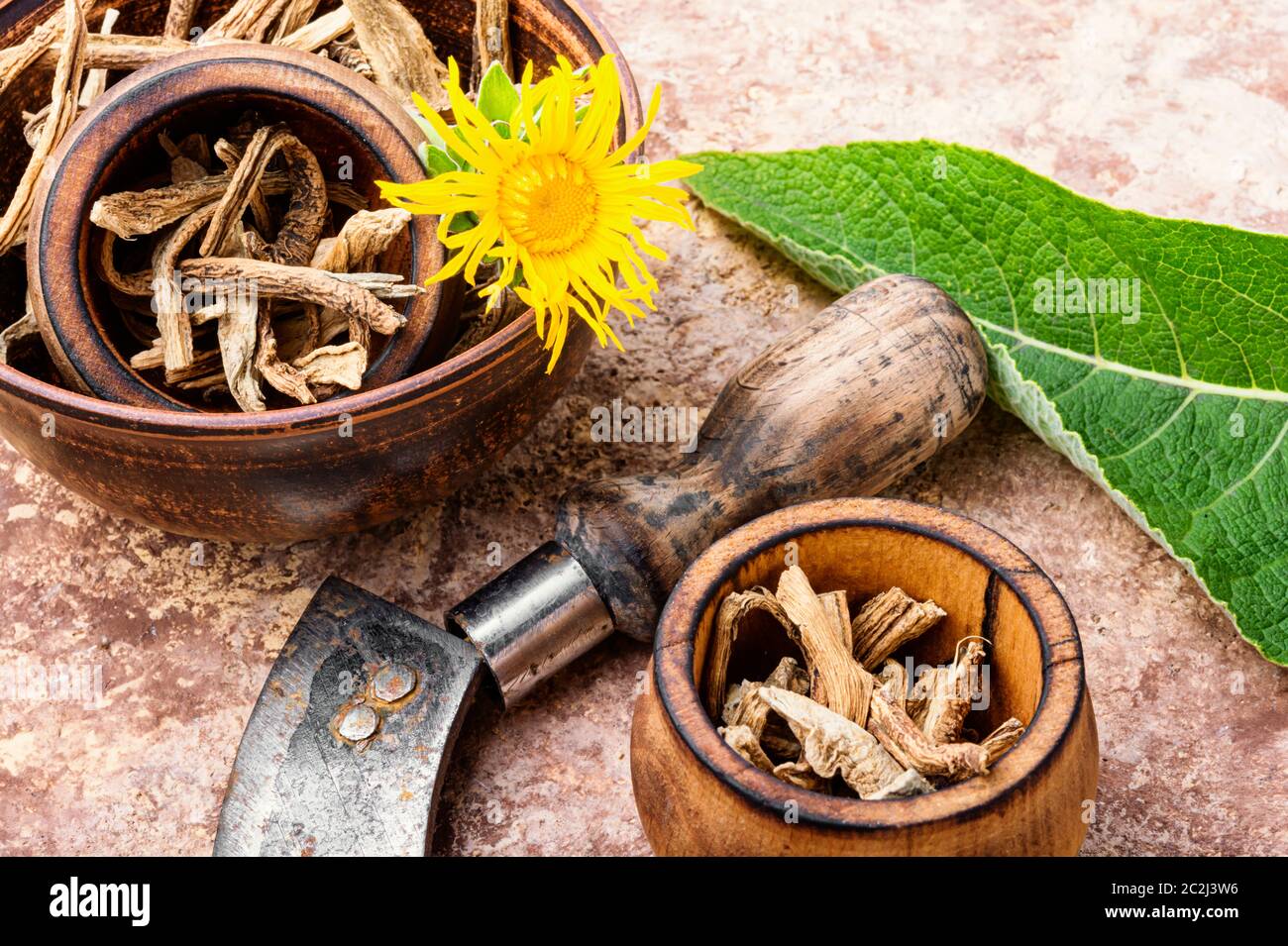 Roots of the healing plant elecampane inula Stock Photo