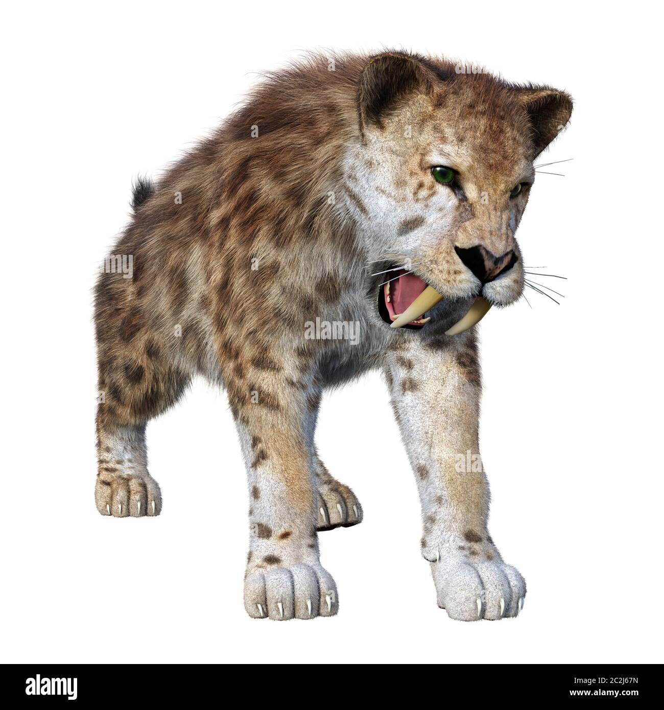 3D rendering of a sabertooth tiger isolated on white background Stock ...