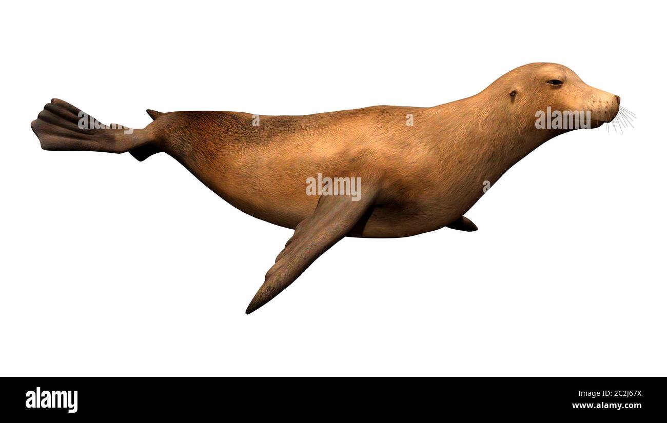 3D rendering of a harbor or common seal or Phoca vitulina isolated on white background Stock Photo