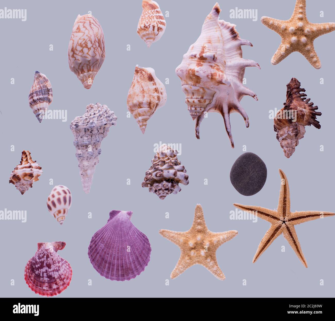 Pattern of different seashells and starfishes on a grey background. Top ...