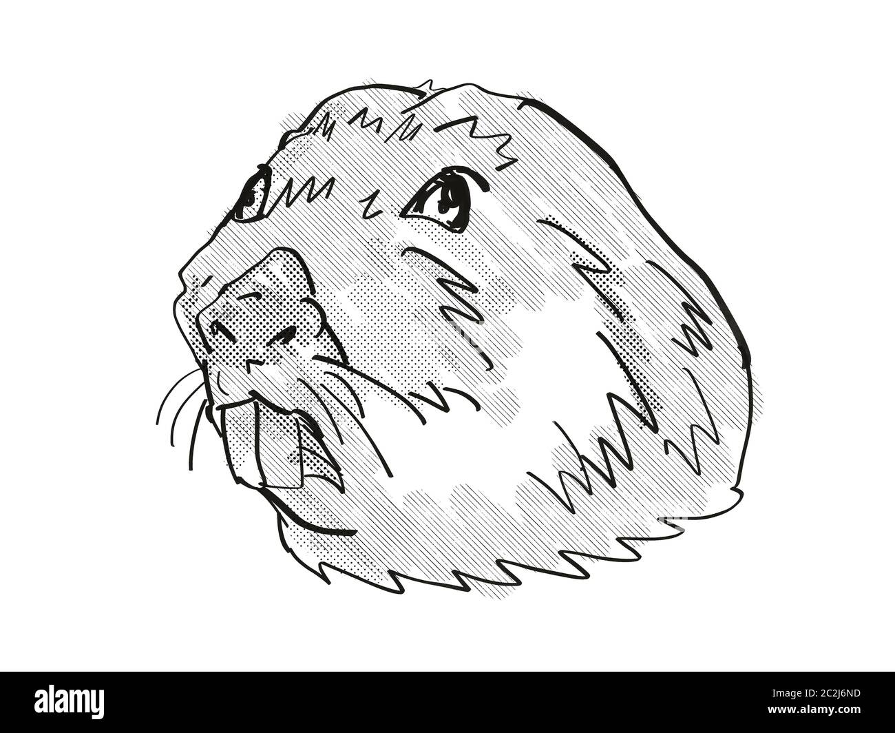 Retro cartoon style drawing of head of a Colonial Tuco Tuco, an endangered wildlife species on isolated white background done in black and white. Stock Photo