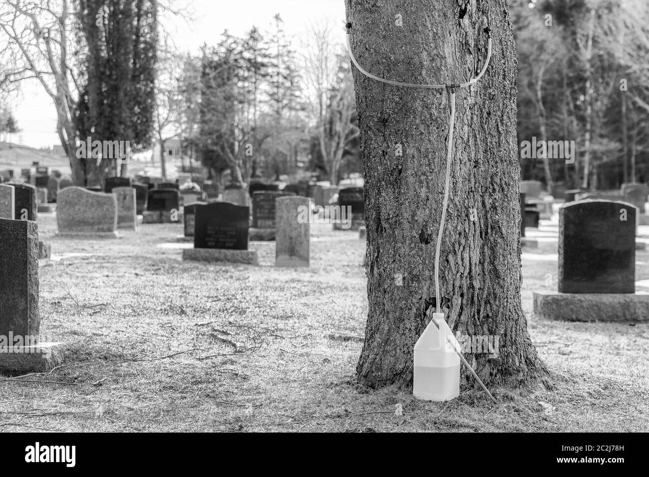 Harvesting maple sap in a grave yard. Sap flows from a hose attached to the tree into a plastic container. The sap will be boiled into maple syrup. Lo Stock Photo