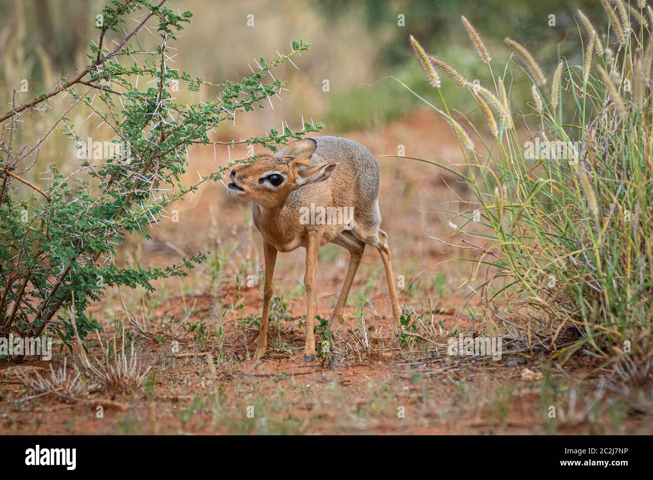 kirk-s-dik-dik-madoqua-kirkii-in-namibia-stock-photo-alamy