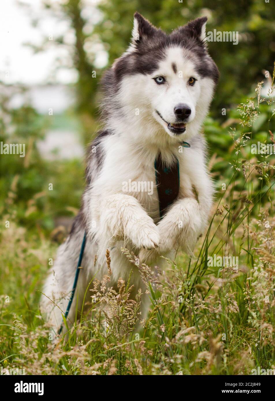Husky, Siberian Husky Stock Photo