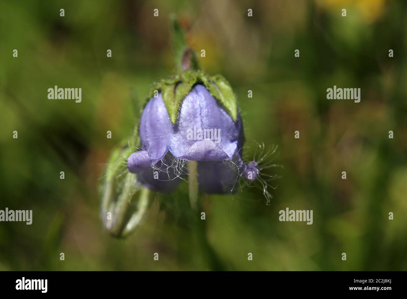 Macro Bearded Bellflower Campanula barbata Stock Photo