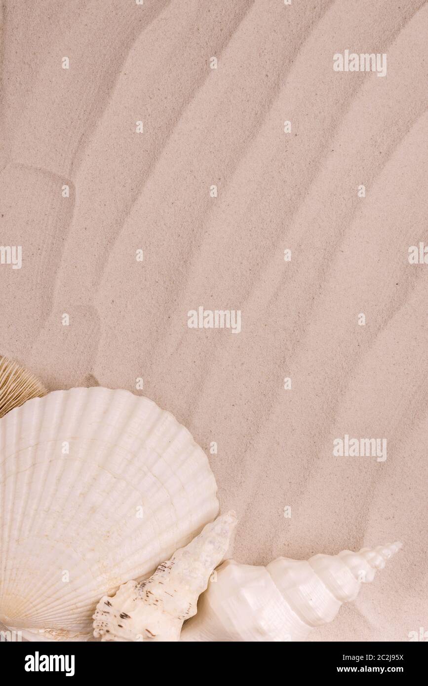 Starfish and seashells on dune sand. Top view Vacation background Stock ...