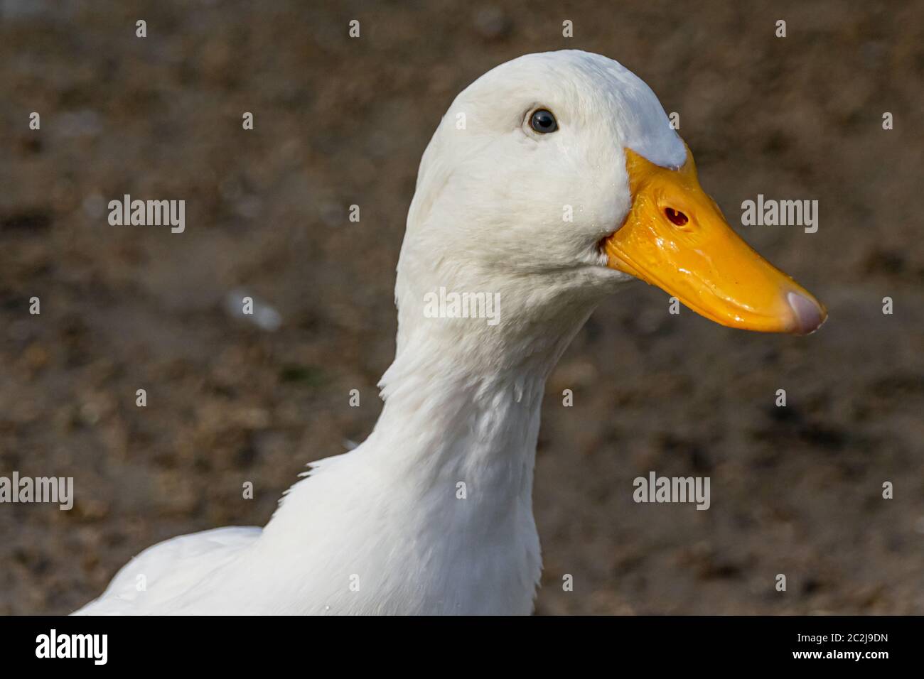 Portrait of a white pekin duck Stock Photo