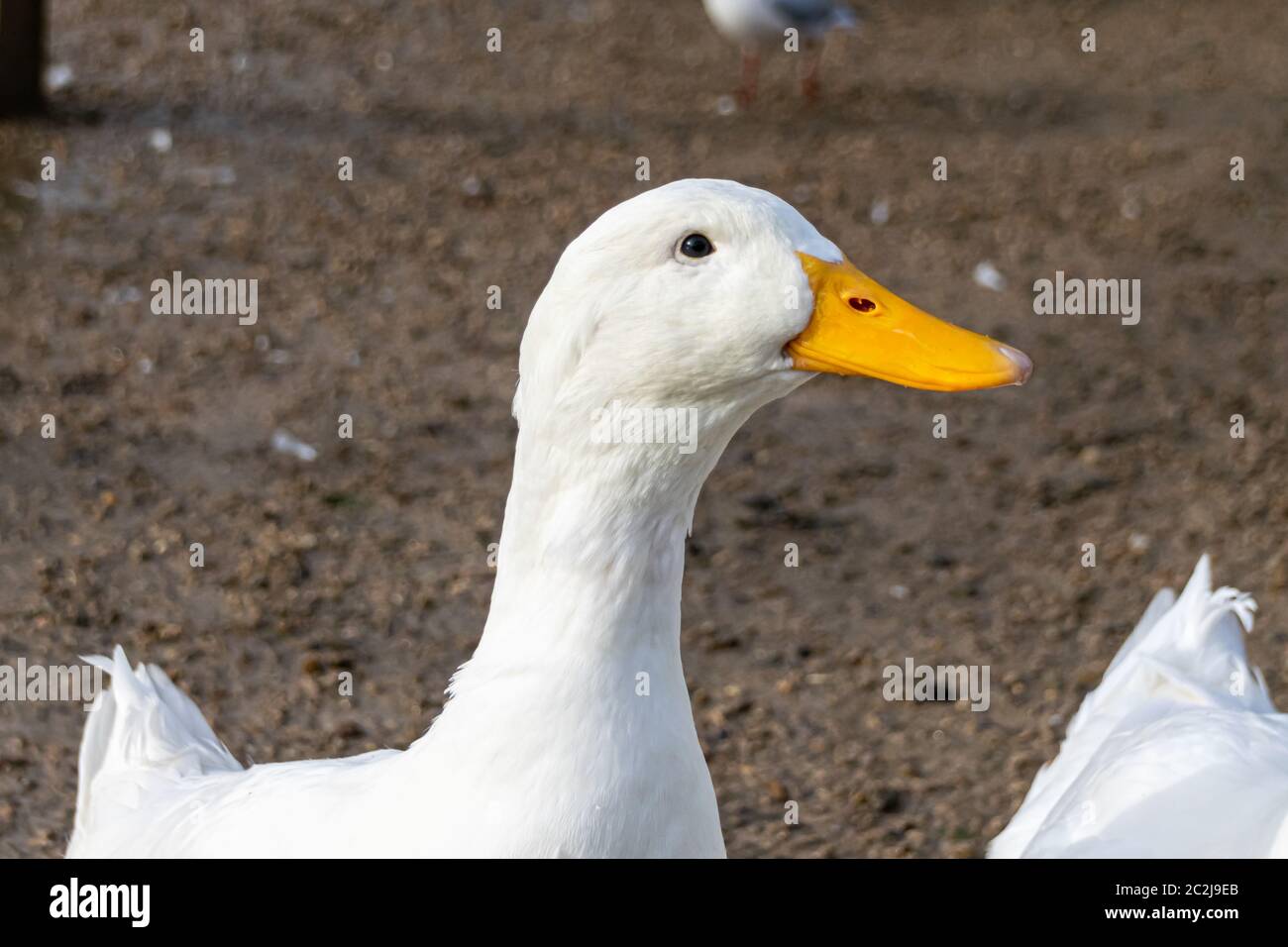 Portrait of a white pekin duck Stock Photo